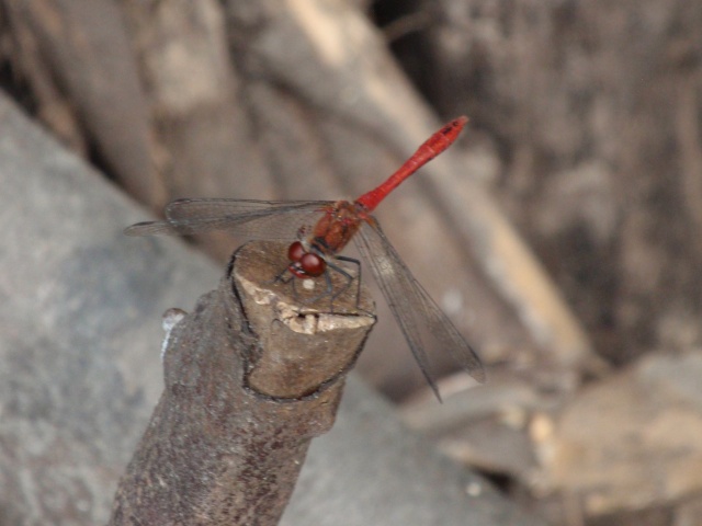 P8150040.JPG P8150040.JPG