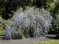 Buddleja_alternifolia_struik.jpg